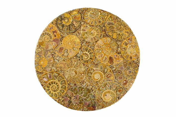 Composite Plate Of Agatized Ammonite Fossils #280990